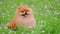 Cute pomeranian spitz dog sitting the green grass.