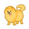 Cute pomeranian spitz dog. vector illustration