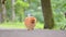 Cute pomeranian spitz dog walking on the park