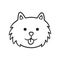 Cute Pomeranian Spitz face. German spitz dog head icon. Hand drawn isolated vector illustration