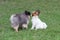 Cute pomeranian spitz puppy and continental toy spaniel puppy are palying on a green grass in the park. Pet animals.