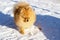 Cute Pomeranian spitz puppy showing his tongue closing his eyes with pleasure on a snow winter day