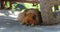 Cute Pomeranian Spitz Small Dog Sleeping Under A Bench