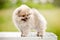 Cute Pomeranian standing on the grooming table