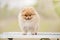 Cute Pomeranian standing on the grooming table