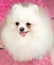 Cute Pomeranian white