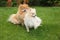 Cute Pomeranians on green grass. Dog walking