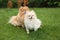 Cute Pomeranians on green grass outdoors. Dog walking