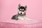 Cute pomsky puppy lying on a pink cushion looking at the camera