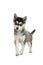 Cute pomsky puppy standing solated on a white background with blue eyes