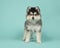 Cute pomsky puppy standing on a turquoise blue background