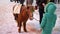 Cute Pony in the Evening on the Street Stands under Falling Snow on the Christmas Market in Winter