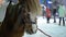 Cute Pony in the Evening on the Street Stands under Falling Snow on the Christmas Market in Winter