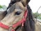 Cute pony with pigtails portrait  close-up, eyes and bangs