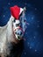 Cute pony with santa hat