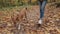 Cute pooch puppy with her owner in autumn park