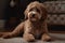 Cute poodle dog on the carpet at home. Adorable pet AI Generated