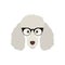 Cute Poodle Dog in fashion glasses.