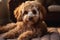 Cute poodle dog relaxing on the home carpet, adorable pet