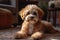 Cute poodle dog relaxing on the home carpet, adorable pet