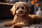 Cute poodle dog relaxing on the home carpet, adorable pet