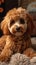 Cute poodle dog relaxing on the home carpet, adorable pet