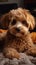 Cute poodle dog relaxing on the home carpet, adorable pet