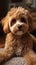 Cute poodle dog relaxing on the home carpet, adorable pet