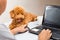 Cute poodle puppy accompany person working with laptop computer on office desk