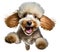 Cute poodle puppy jumping. Playful dog cut out at background