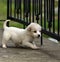 Cute poodle puppy playing
