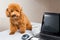 Cute poodle puppy sitting on office desk with laptop computer