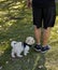 cute poodle puppy wearing a black harness following his owner