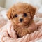 Cute poodle puppy wrapped in a warm pink knitted blanket