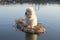 Cute poodle on raft in sea