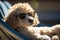 A cute poodle in sunglasses is relaxing in a sun lounger.Photorealistic image created by AI