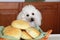 Cute Poodle waiting to eat bread rolls