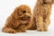 Cute poodles in photo studio