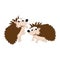 Cute porcupine animal illustration design