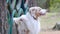 Cute portrait of Australian shepherd