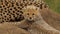 Cute portrait of baby cheetah near mother, learning nature around him. Adorable pretty little wildcat with baby fur