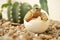 Cute portrait of baby tortoise hatching Africa spurred tortoise