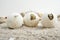 Cute portrait of baby tortoise hatching Africa spurred tortoise