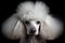 Cute portrait of a beautiful groomed poodle