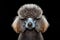 Cute portrait of a beautiful poodle show dog