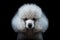 Cute portrait of a beautiful poodle show dog