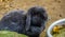 Cute portrait of a black european rabbit, Popular domesticated bunny specie