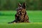 Cute portrait of black Scottish Terrier Dog. Evening light with terrier in green grass. Sunset in the garden. Black dog in the