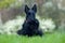 Cute portrait of black Scottish Terrier dog with stuck out pink tongue sitting on green grass lawn, white flower in the background