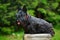 Cute portrait of black Scottish Terrier Dog with stuck out pink tongue sitting on wooden fence. Black dog in nature habitat. Ping